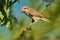 Red-backed Shrike - Lanius collurio sitting on the branch with green background. Europe