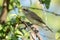 Red-backed Shrike - Lanius collurio sitting on the branch with green background. Europe