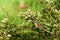 A Red-backed shrike (Lanius Collurio) a small bird, the male sits on a tree branch