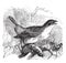 Red-backed Shrike or Lanius collurio, vintage engraving