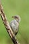 The red-backed shrike Lanius collurio a young bird sitting on a sloping dry branch with green background