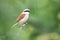 Red-backed shrike Lanius colluriois a carnivorous passerine bird, with black mask on the head and black pointy beak.