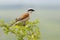 Red backed shrike - male