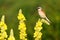 Red Backed Shrike on Mullein flower