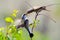 Red-backed shrike in natural habitat (Lanius Collurio)