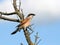 Red-backed shrike sitting on a branch