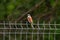 Red-backed shrike - sitting and singing on the mesh