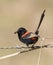 A Red-Backed superb fairy wren