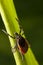 Red backed tick on green leaf