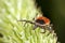 Red backed tick on green plant