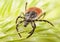 Red backed tick on a green plant