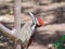Red-backed Woodpecker from Sri Lanka