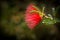 Red Baja Fairy Duster Flower