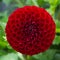 Red Ball Dahlia