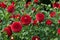 Red ball Dahlias between their leaves Outdoor sunlight