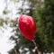 Red balloon heart decorated