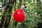 Red balloon with note attached to it as part of a scavenger hunt or paper trail game hanging on tree