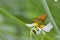 Red Bamboo hesperiids butterfly