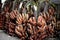 Red banana bunch-Musa acuminata \'Red Dacca