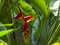 Red banana flower, Hanging lobsster-claws, Red heliconia tortuosa flowers