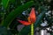 Red banana flower on leafy plant. Banana blossom bud with open petal. Red yellow tropical flower vibrant photo
