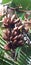 Red banana natural fruit nice