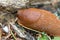 red banana slug close up crawling on moss and forest floor