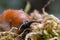 red banana slug close up crawling on moss and forest floor