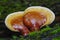 Red Band Fungus, Fomitopsis Pinicola Growing On A Decaying Log In The Adirondack Mountains Of New York State