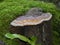 Red band fungus on a old tree in the forest