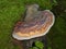 Red band fungus on a old tree in the forest