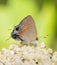 Red-banded Hairstreak