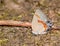 Red-banded Hairstreak butterfly