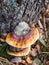 Red Banded Polypore, Fomitopsis pinicola