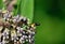 Red-banded sand wasp - Ammophila sabulosa