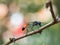 Red-banded sand wasp Ammophila sabulosa sitting on a twig