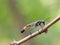 Red-banded sand wasp Ammophila sabulosa sitting on a twig