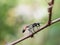 Red-banded sand wasp Ammophila sabulosa sitting on a twig