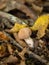 Red-banded Webcap Fungus in English Woodland