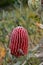 Red banksia flower in bloom