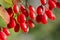 Red barberry berries