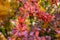 The red barberry bush in the fall. Branch of the barberry plant in autumn