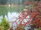 Red barberry bush near alpine autumn lake Hintersee, Berchtesgaden national park, Deutschland, Alps, Bavaria, Germany