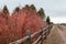 Red bare bushes and a fence on the side of High Line Canal Trail in Greenwood Village