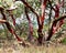 Red bark of Manzanita tree