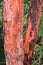 Red Bark Tree of Syzygium Gratum in the forest.