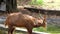 The red barking deer enigma: A little-known Indian species has been.