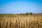 Red barn across a field of dried cornstalks