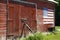 Red Barn, American Flag