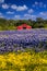 Red Barn in the Bluebonnet Field